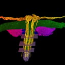 Az áttörés: elkészült a csikló ideghálózatának első részletes térképe
