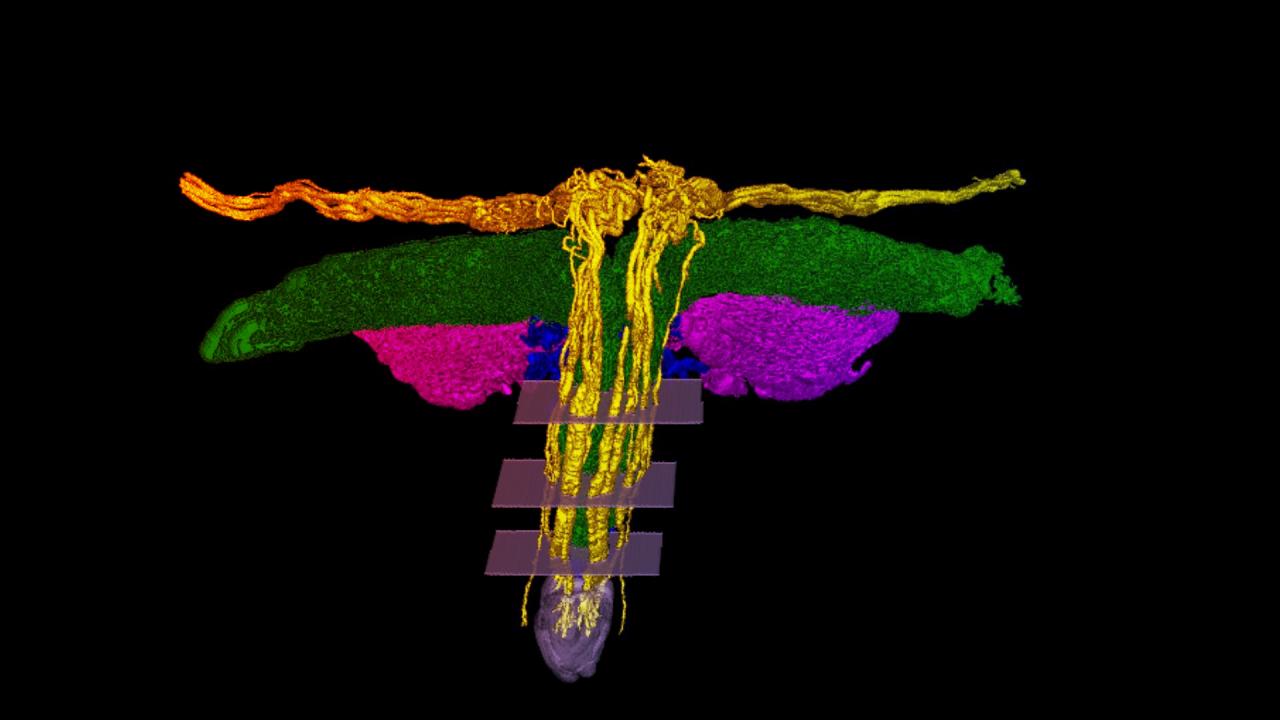 Az áttörés: elkészült a csikló ideghálózatának első részletes térképe