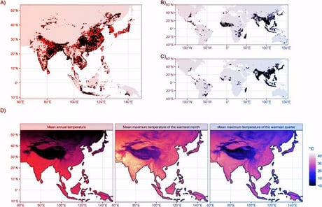 Az ázsiai rizs a szakadék szélén: a klímaváltozás átlépte a túlélési hőhatárt