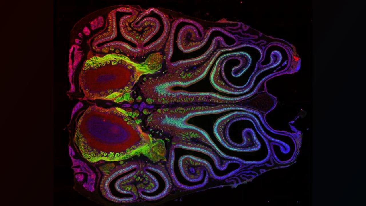 Az egér orrának titkos térképe felforgatja a szaglás tudományát