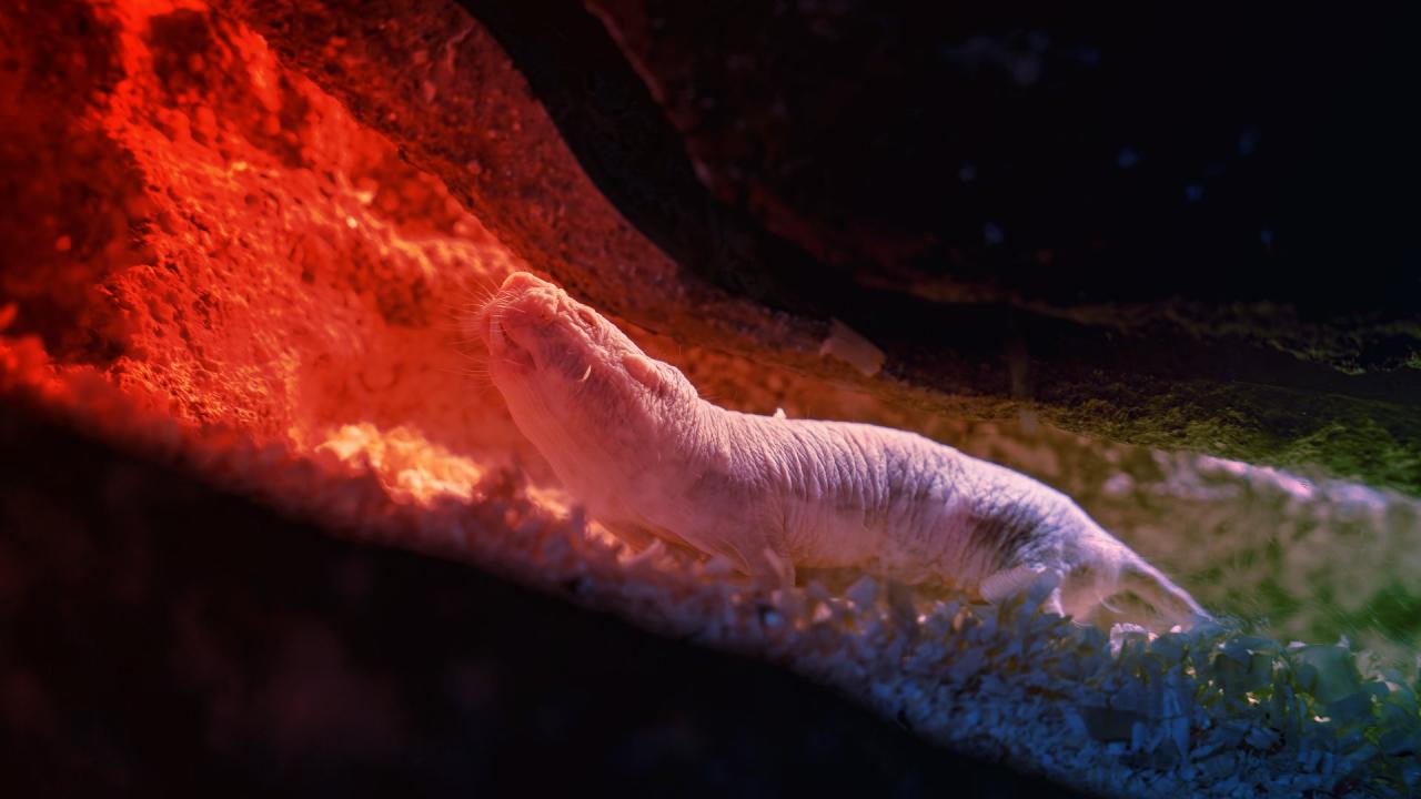 Az egyetlen békés forradalom: trónváltás a csupasz turkálók birodalmában