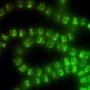 Az élet titkos receptje: baktériumok átírják az evolúció szabályait