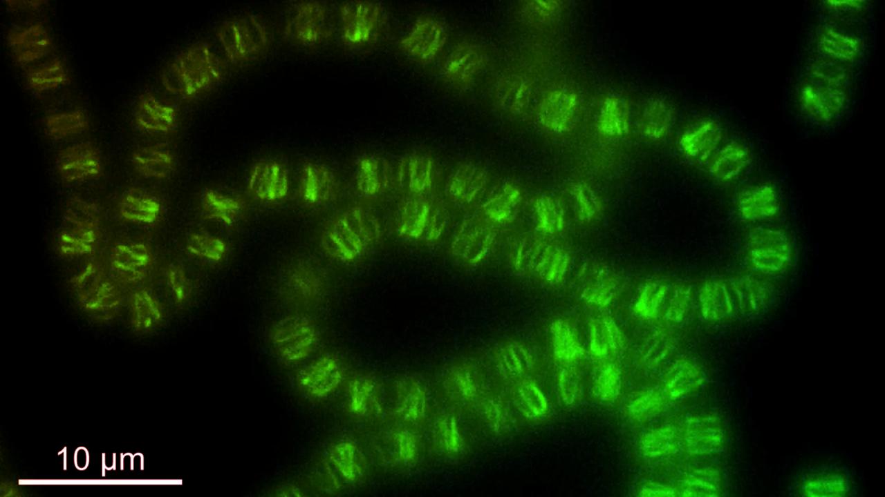 Az élet titkos receptje: baktériumok átírják az evolúció szabályait