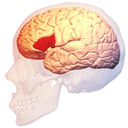 Az első beszédközpont születése: Broca és Tan sorsdöntő találkozása