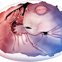 Az első bizonyíték: 250 millió éves emlősszerű tojás került elő