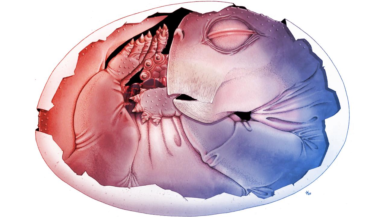 Az első bizonyíték: 250 millió éves emlősszerű tojás került elő