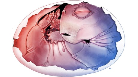 Az első bizonyíték: 250 millió éves emlősszerű tojás került elő