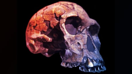 Az első ember titka: valóban ember volt a Homo habilis?