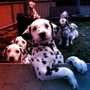 Az első öregedésgátló kutyatabletta a küszöbön – tovább élhet a kedvenced?