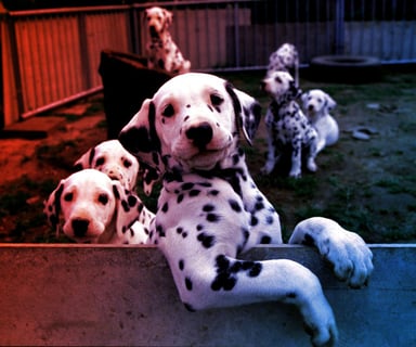 Az első öregedésgátló kutyatabletta a küszöbön – tovább élhet a kedvenced?