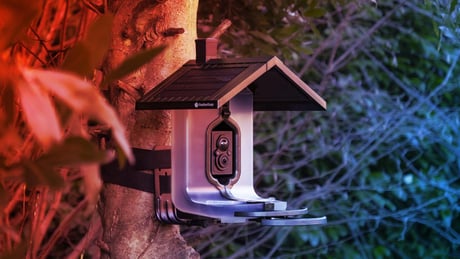 Az etetőkamerád árthat a madaraknak? Így védd meg őket!