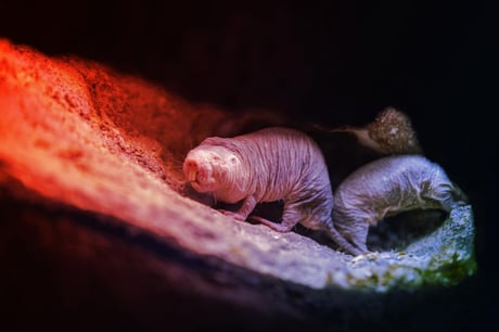 Az euszociális csupasz turkálóknál is diadalmaskodhat a béke