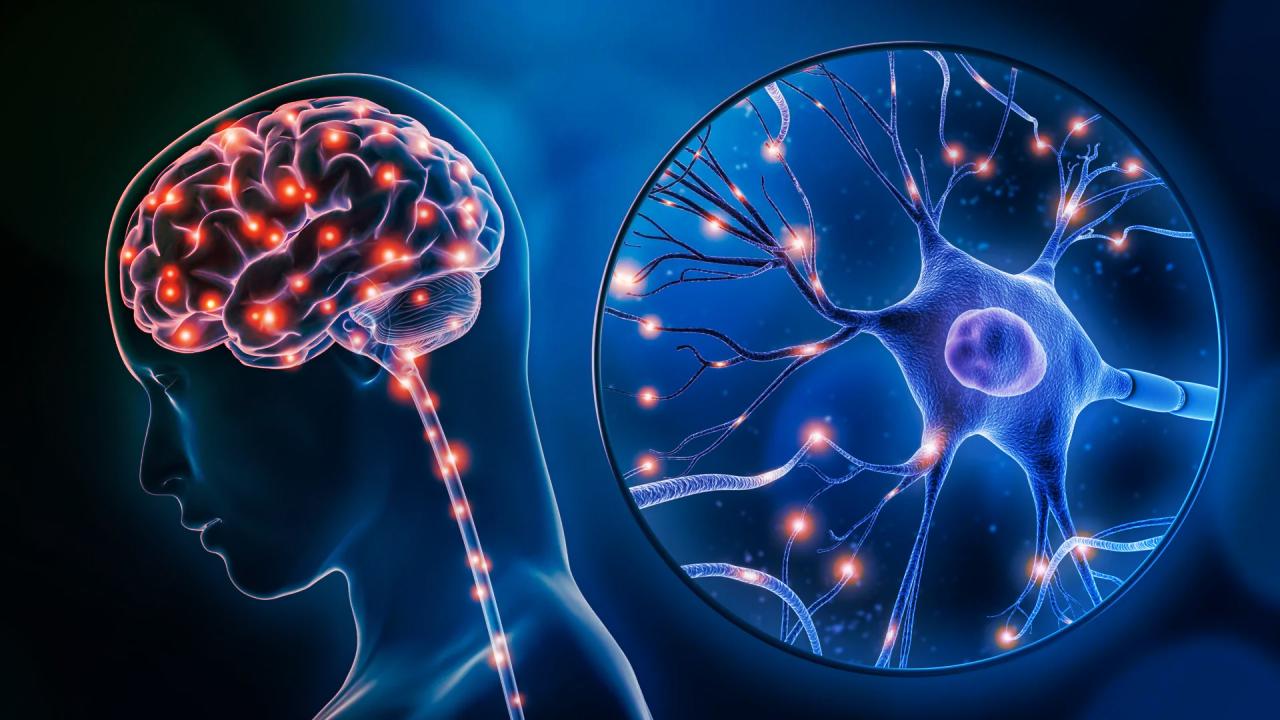 Az idegrendszer kódja: mi zajlik a depresszió sejtjeiben?