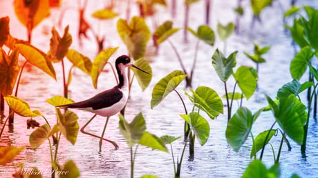 Az igazság a hawaii madarak kihalásáról: dől a tévhit