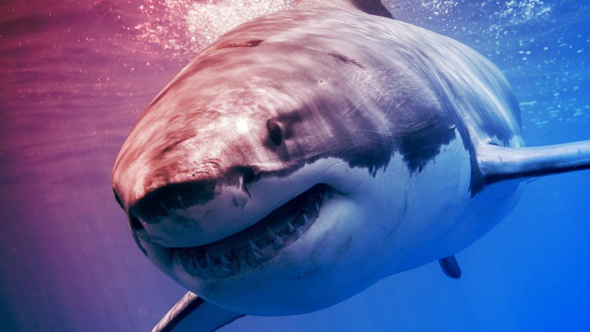 Az óceán csúcsragadozóit is legyőzheti a túlmelegedés?