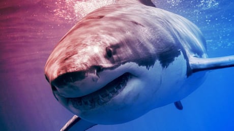 Az óceán csúcsragadozóit is legyőzheti a túlmelegedés?