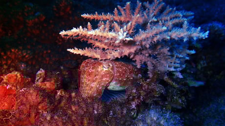 Az óceán urai: így élték túl a tintahalak a tömeges kihalást