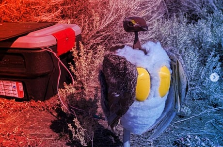 Az okos robotmadarak új életet lehelnek a Grand Teton madárvilágába