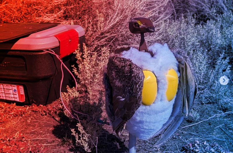 Az okos robotmadarak új életet lehelnek a Grand Teton madárvilágába