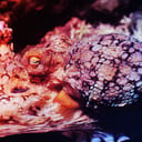 Az óriáspolipok szerelmi titkai: hormonok és furcsa praktikák