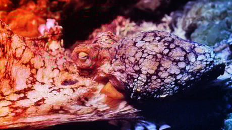 Az óriáspolipok szerelmi titkai: hormonok és furcsa praktikák