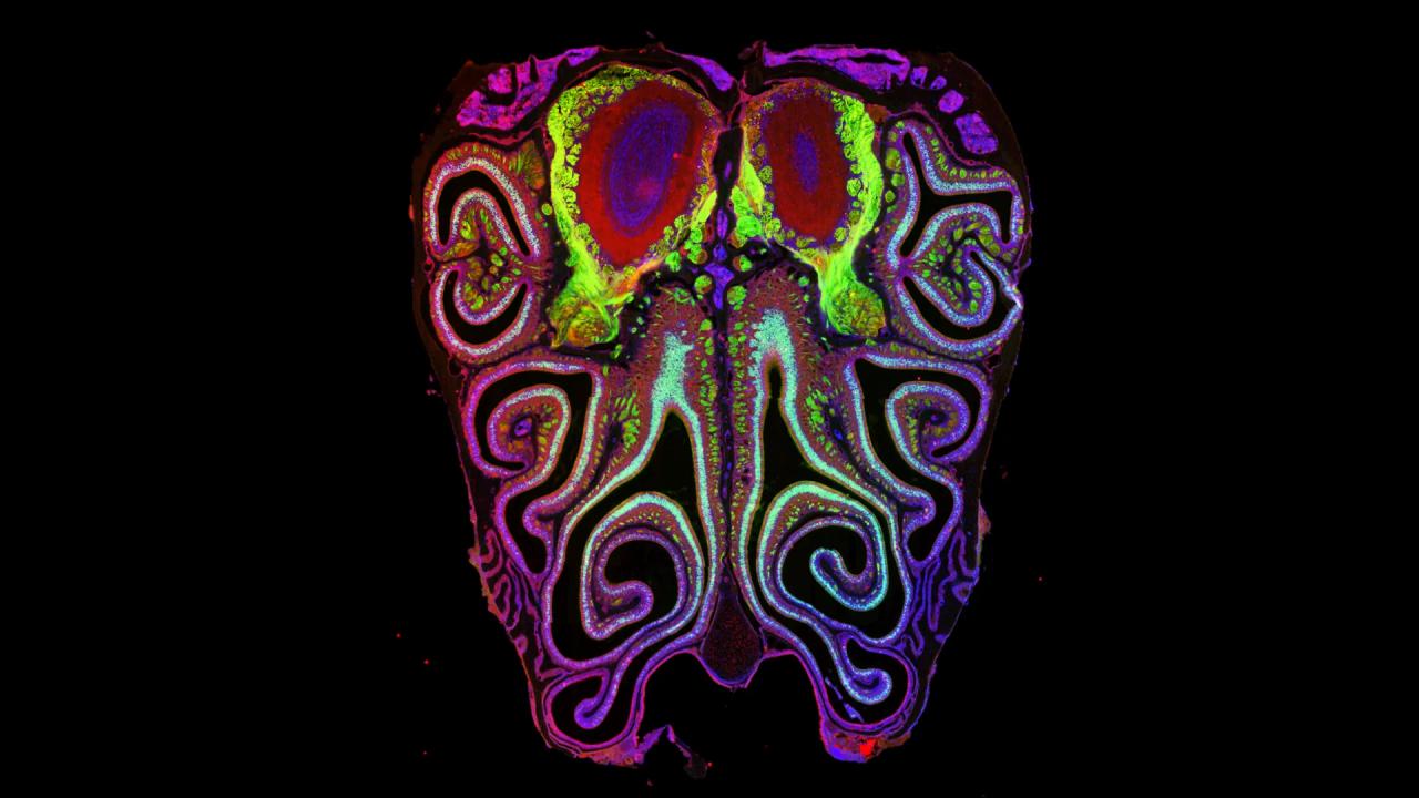 Az orr titkos térképe: így fejti meg a világ szagait