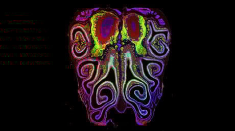 Az orr titkos térképe: így fejti meg a világ szagait