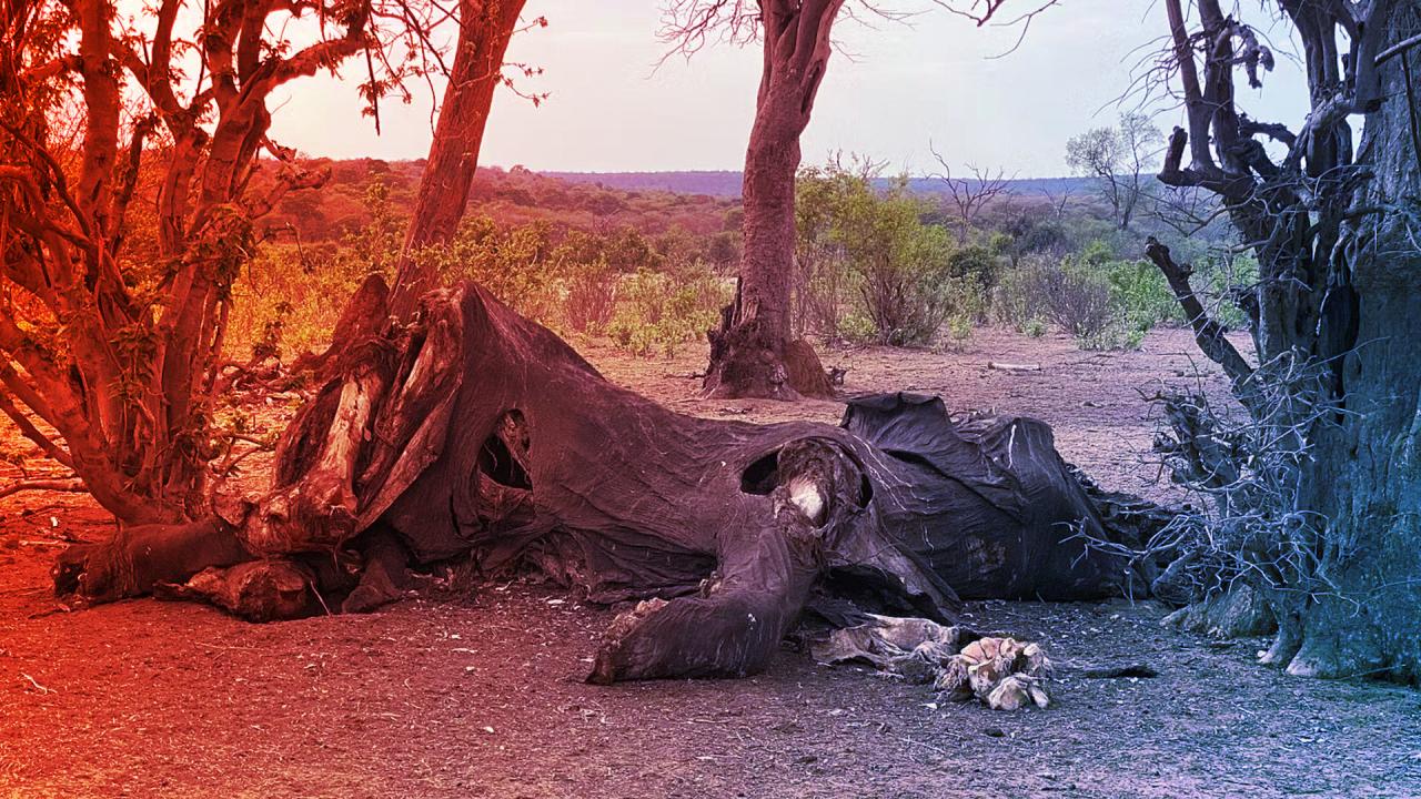 Az ősemberek elefántokat daraboltak, hogy nagyobbra nőjön az agyuk