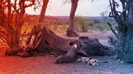 Az ősemberek elefántokat daraboltak, hogy nagyobbra nőjön az agyuk