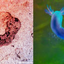 Az ősi kínai leletek átírják az állatok evolúcióját