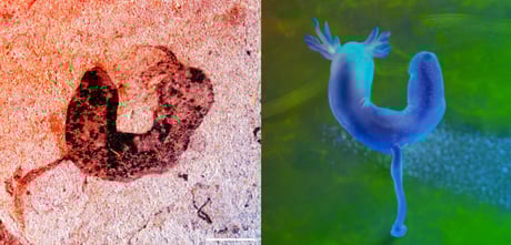 Az ősi kínai leletek átírják az állatok evolúcióját