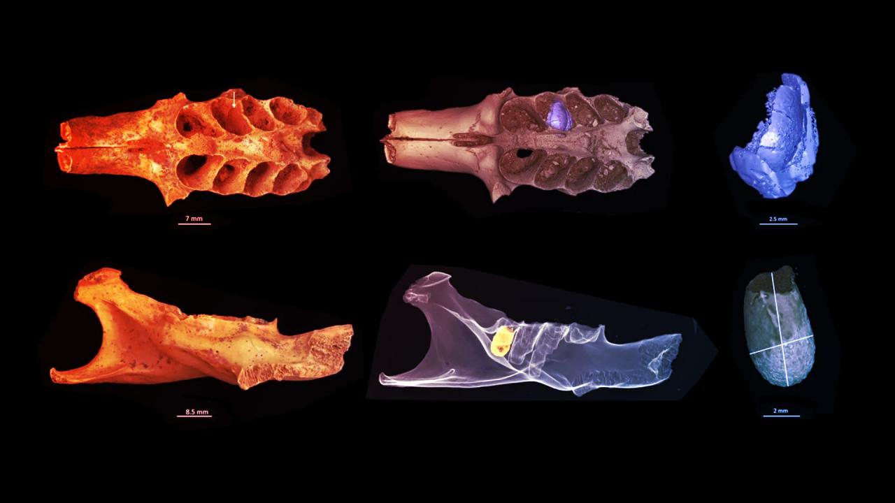 Az ősi méhek nyomában: csontfészkek egy karibi barlang mélyén