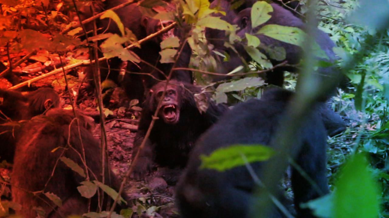 Az ugandai csimpánzok véres belháborúja dúl a dzsungelben