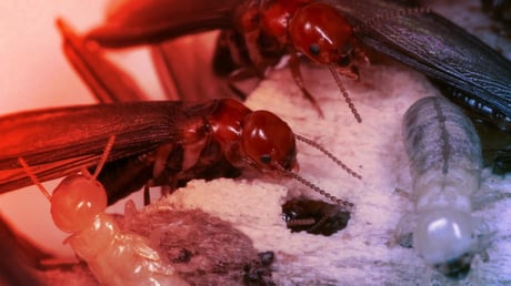 Az új trükk, amivel a termeszek saját sírjukat ássák