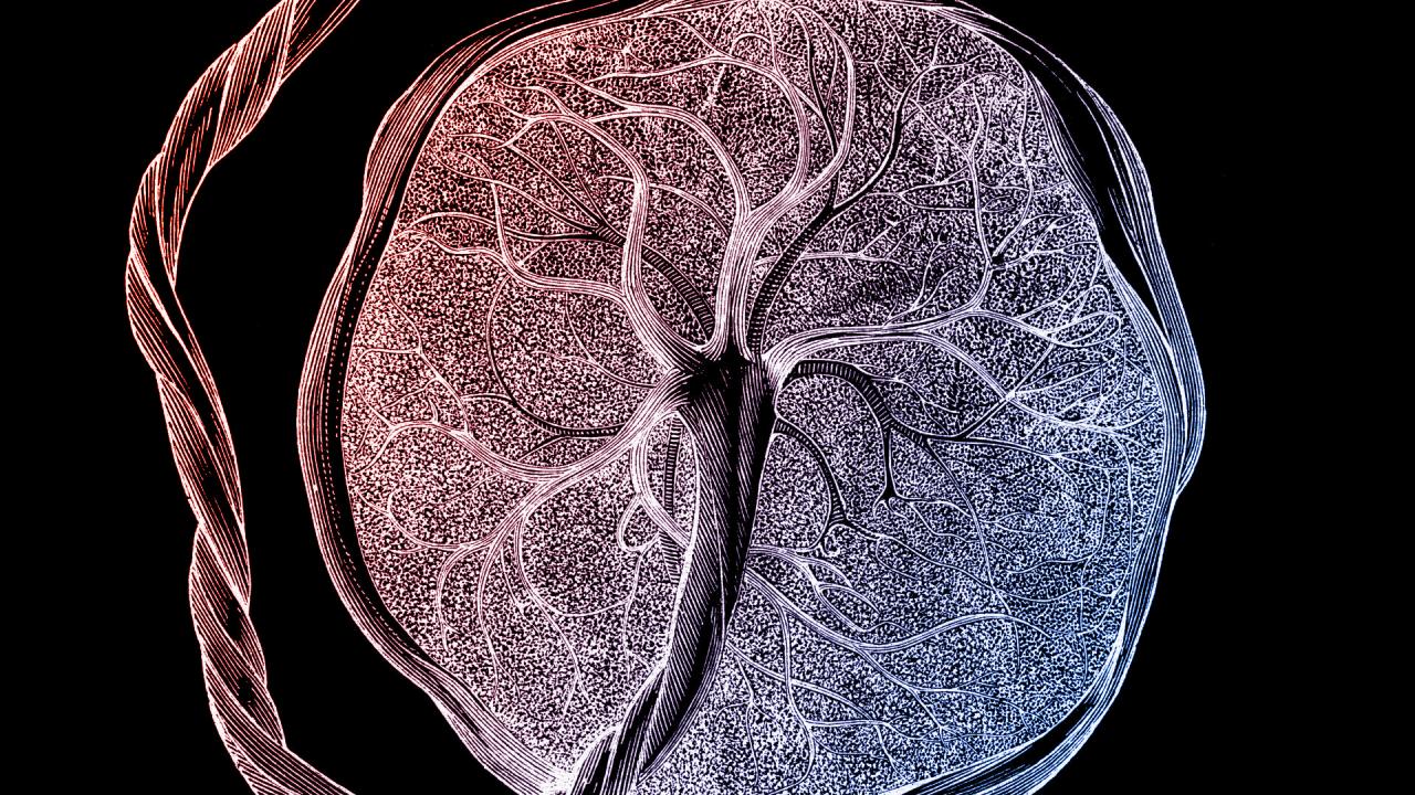 Az újonnan felfedezett sejttípus nyithatja meg az anya–magzat titkát