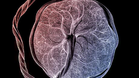 Az újonnan felfedezett sejttípus nyithatja meg az anya–magzat titkát