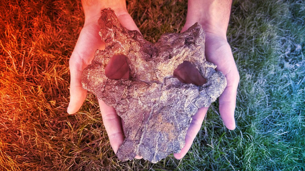 A 150 millió éves, lenyűgöző sztégoszaurusz-koponya átírja a dinoszauruszok történetét