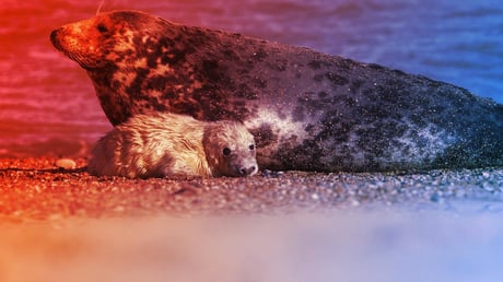 A fókakölykök rejtélyes halála mögött: kannibál fókák a Sable-szigeten