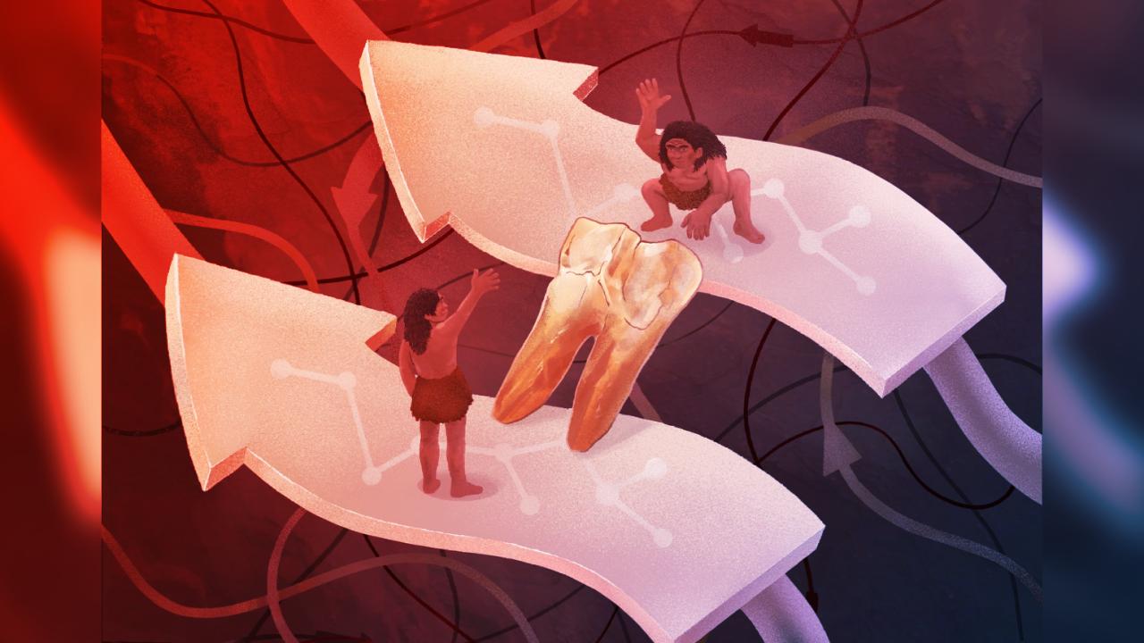 A Homo erectus genetikai anyagát először szekvenálták: mély genetikai kapcsolat velünk
