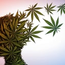 A kannabisz 65 felett biztonságos? Öt veszély, amit ismerni kell