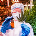 A kidobott kannabiszlevelek igazi aranybányát rejtenek