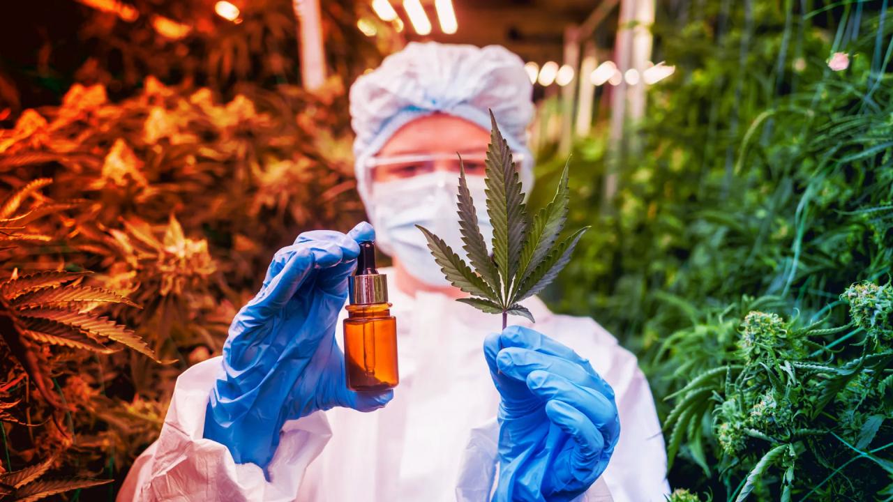A kidobott kannabiszlevelek igazi aranybányát rejtenek