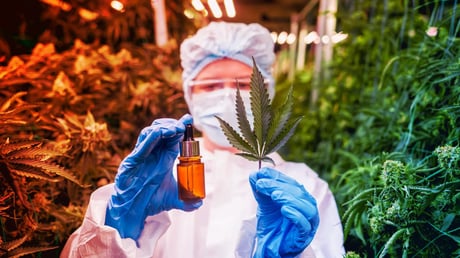 A kidobott kannabiszlevelek igazi aranybányát rejtenek