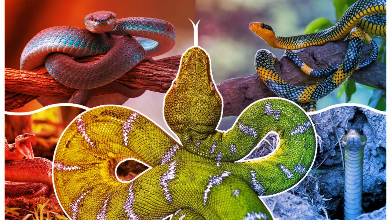 A kígyók titka: így veszítették el lábaikat az evolúció során