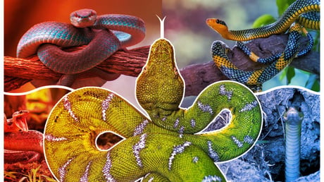 A kígyók titka: így veszítették el lábaikat az evolúció során