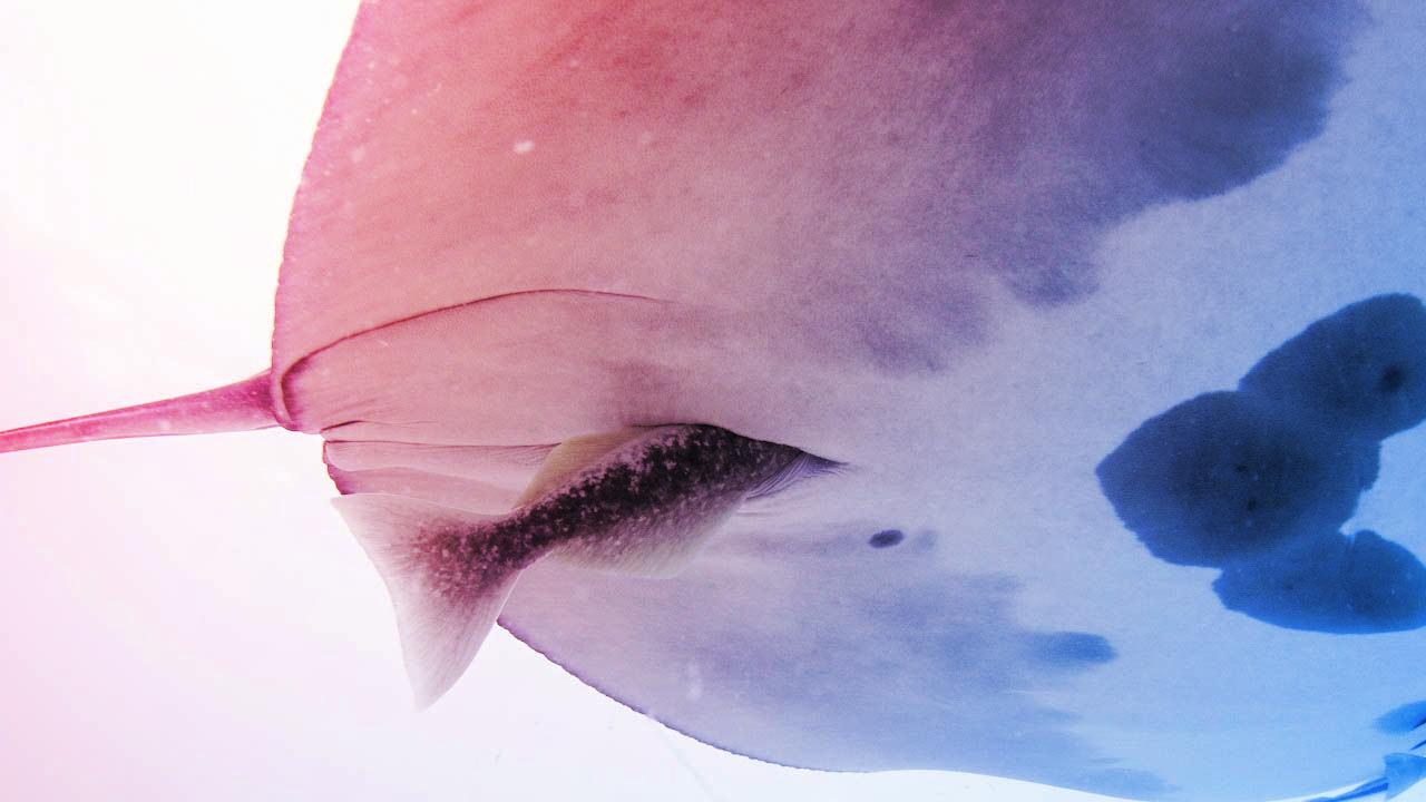 Az élő taxik sötét oldala: remorák a mantaráják végbelében