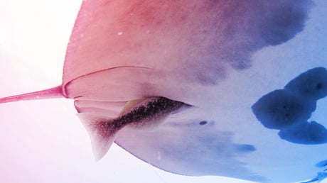 Az élő taxik sötét oldala: remorák a mantaráják végbelében