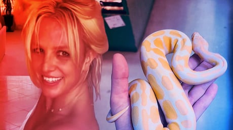 Az új Britney Spears: spirituális út ittas vezetési vádalku után, kígyós fotó