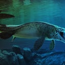 Az új tengeri T. rex: koponyazúzó harapású texasi rém