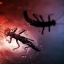 A gleccserek titokban hemzsegnek az élettől